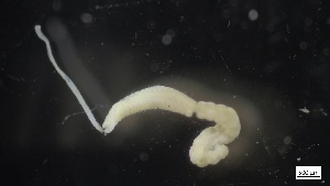  ( - MV21-IO-P081)  @11 [ ] C (2569) Unspecified Biologica Environmental Services