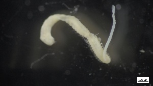  ( - MV21-IO-P082)  @11 [ ] C (2022) Unspecified Biologica Environmental Services