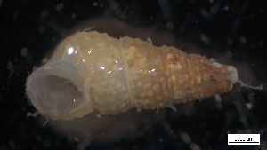  ( - MV21-LG-M072)  @11 [ ] C (2022) Unspecified Biologica Environmental Services
