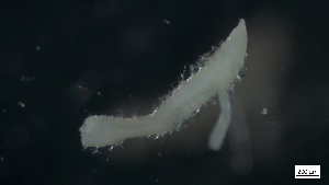  ( - MV21-LG-P083)  @11 [ ] C (2022) Unspecified Biologica Environmental Services