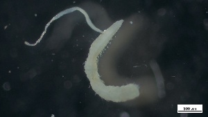  ( - MV21-LG-P084)  @11 [ ] C (2022) Unspecified Biologica Environmental Services