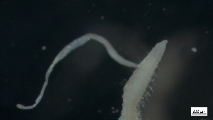  ( - MV21-LG-P084)  @11 [ ] C (2022) Unspecified Biologica Environmental Services