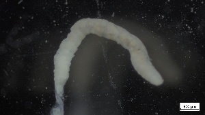  ( - MV21-LG-P160)  @11 [ ] C (2022) Unspecified Biologica Environmental Services