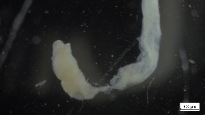  ( - MV21-LG-P160)  @11 [ ] C (2022) Unspecified Biologica Environmental Services