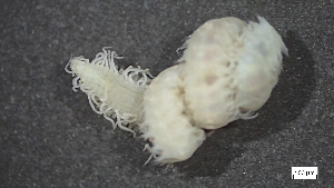  ( - MV22-I01-AN017)  @11 [ ] C (2025) Tara Macdonald Biologica Environmental Services Ltd.