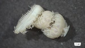  ( - MV22-I01-AN017)  @11 [ ] C (2025) Tara Macdonald Biologica Environmental Services Ltd.