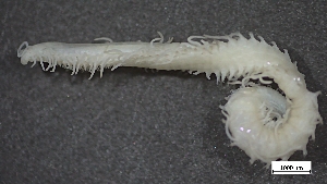  ( - MV22-I01-AN018)  @11 [ ] C (2025) Tara Macdonald Biologica Environmental Services Ltd.