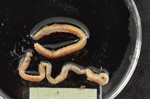  ( - MV22-I06-AN020)  @11 [ ] C (2025) Tara Macdonald Biologica Environmental Services Ltd.