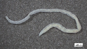  ( - MV22-I06-AN021)  @11 [ ] C (2025) Tara Macdonald Biologica Environmental Services Ltd.