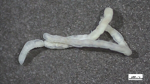  ( - MV22-I07-AN024)  @11 [ ] C (2025) Tara Macdonald Biologica Environmental Services Ltd.