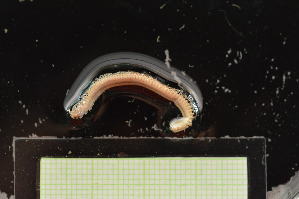  ( - MV22-I11-AN040)  @11 [ ] C (2025) Tara Macdonald Biologica Environmental Services Ltd.