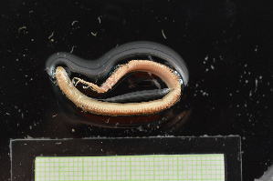  ( - MV22-I11-AN041)  @11 [ ] C (2025) Tara Macdonald Biologica Environmental Services Ltd.