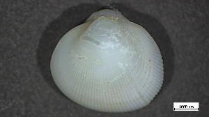  ( - MV22-IO-M004)  @11 [ ] C (2024) Tara Macdonald Biologica Environmental Services Ltd.