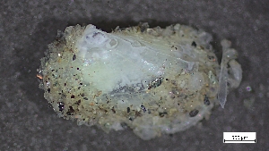  ( - MV22-IO-M010)  @11 [ ] C (2024) Tara Macdonald Biologica Environmental Services Ltd.