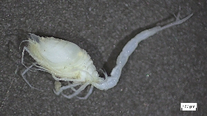  ( - MV22-IO11-A001)  @11 [ ] C (2024) Tara Macdonald Biologica Environmental Services Ltd.