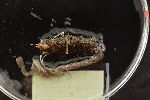  ( - MV22-LG8B-AN019)  @11 [ ] C (2025) Tara Macdonald Biologica Environmental Services Ltd.