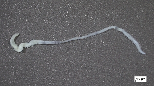  ( - MV22-LG8B-AN035)  @11 [ ] C (2025) Tara Macdonald Biologica Environmental Services Ltd.