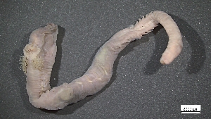  (Artacama coniferi - MV23-I01-AN001)  @11 [ ] C (2025) Tara Macdonald Biologica Environmental Services Ltd.