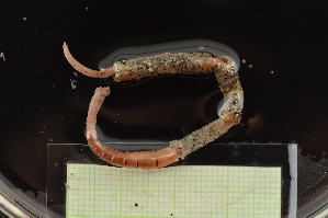  ( - MV23-I01-AN026)  @11 [ ] C (2025) Tara Macdonald Biologica Environmental Services Ltd.