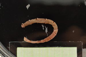  ( - MV23-I01-AN027)  @11 [ ] C (2025) Tara Macdonald Biologica Environmental Services Ltd.