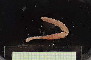  ( - MV23-I01-AN028)  @11 [ ] C (2025) Tara Macdonald Biologica Environmental Services Ltd.