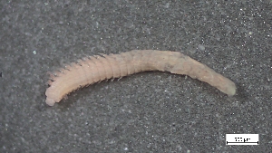  ( - MV23-I01-AN029)  @11 [ ] C (2025) Tara Macdonald Biologica Environmental Services Ltd.