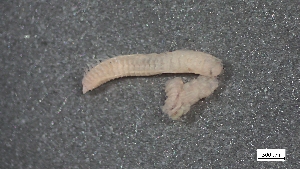  ( - MV23-I01-AN030)  @11 [ ] C (2025) Tara Macdonald Biologica Environmental Services Ltd.