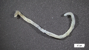  ( - MV23-I09-AN045)  @11 [ ] C (2025) Tara Macdonald Biologica Environmental Services Ltd.