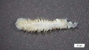  ( - MV23-I09-AN046)  @11 [ ] C (2025) Tara Macdonald Biologica Environmental Services Ltd.