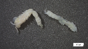  ( - MV23-I09-AN047)  @11 [ ] C (2025) Tara Macdonald Biologica Environmental Services Ltd.