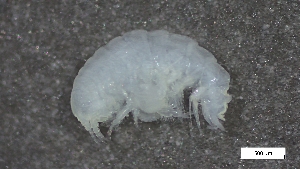  (Prophliantinae - S24-NU01-A006)  @11 [ ] C (2025) Tara Macdonald Biologica Environmental Services Ltd.