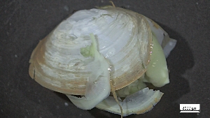  ( - S24-NU01-M006)  @11 [ ] C (2025) Tara Macdonald Biologica Environmental Services Ltd.