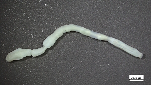  ( - S24-NU01-P004)  @11 [ ] C (2025) Tara Macdonald Biologica Environmental Services Ltd.