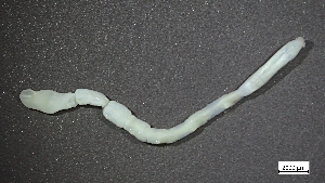  ( - S24-NU01-P004)  @11 [ ] C (2025) Tara Macdonald Biologica Environmental Services Ltd.