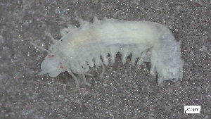  ( - S24-NU03-P042)  @11 [ ] C (2025) Tara Macdonald Biologica Environmental Services Ltd.