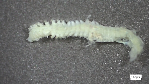  ( - S24-NU06-P064)  @11 [ ] C (2025) Tara Macdonald Biologica Environmental Services Ltd.