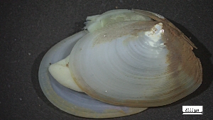  ( - S24-NU08-M021)  @11 [ ] C (2025) Tara Macdonald Biologica Environmental Services Ltd.