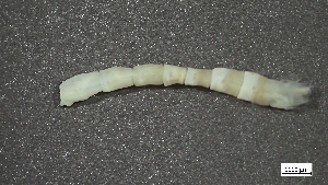  (Clymenura polaris - S24-NU08-P097)  @11 [ ] C (2025) Tara Macdonald Biologica Environmental Services Ltd.