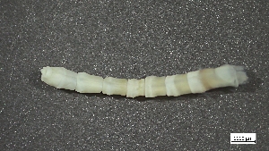  ( - S24-NU08-P097)  @11 [ ] C (2025) Tara Macdonald Biologica Environmental Services Ltd.