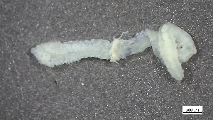  ( - S24-NU08-P109)  @11 [ ] C (2025) Tara Macdonald Biologica Environmental Services Ltd.