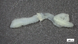  ( - S24-NU08-P109)  @11 [ ] C (2025) Tara Macdonald Biologica Environmental Services Ltd.