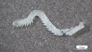  ( - S24-NU08-P114)  @11 [ ] C (2025) Tara Macdonald Biologica Environmental Services Ltd.