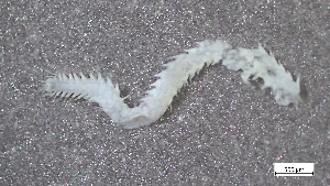  ( - S24-NU08-P114)  @11 [ ] C (2025) Tara Macdonald Biologica Environmental Services Ltd.