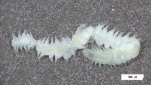  ( - S24-NU08-P115)  @11 [ ] C (2025) Tara Macdonald Biologica Environmental Services Ltd.