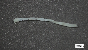  ( - S24-NU14-P118)  @11 [ ] C (2025) Tara Macdonald Biologica Environmental Services Ltd.