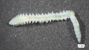  ( - S24-NU14-P122)  @11 [ ] C (2025) Tara Macdonald Biologica Environmental Services Ltd.