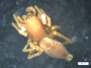  (Clubiona similis - BGE_00658_A03)  @11 [ ] (nrr) (2025) Ana Ananiashvili ISU