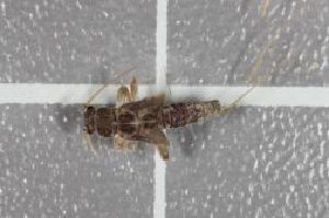  (Protonemura vernalis - BGE_00690_F06)  @11 [ ] (nrr) (2025) Ana Ananiashvili ISU