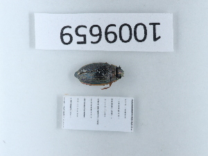  (Aulonogyrus concinus - BGE_00658_B12)  @11 [ ] (nrr) (2025) Ana Ananiashvili ISU