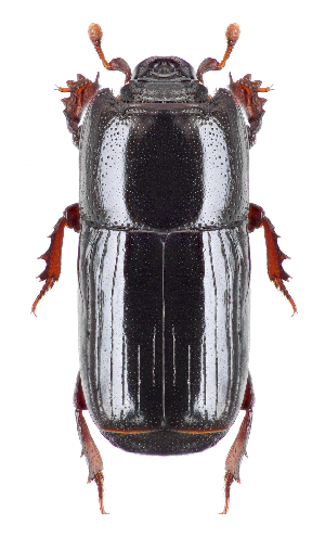  (Platysoma angustatum cf - BGE_00658_C08)  @11 [ ] (nrr) (2025) Ana Ananiashvili ISU